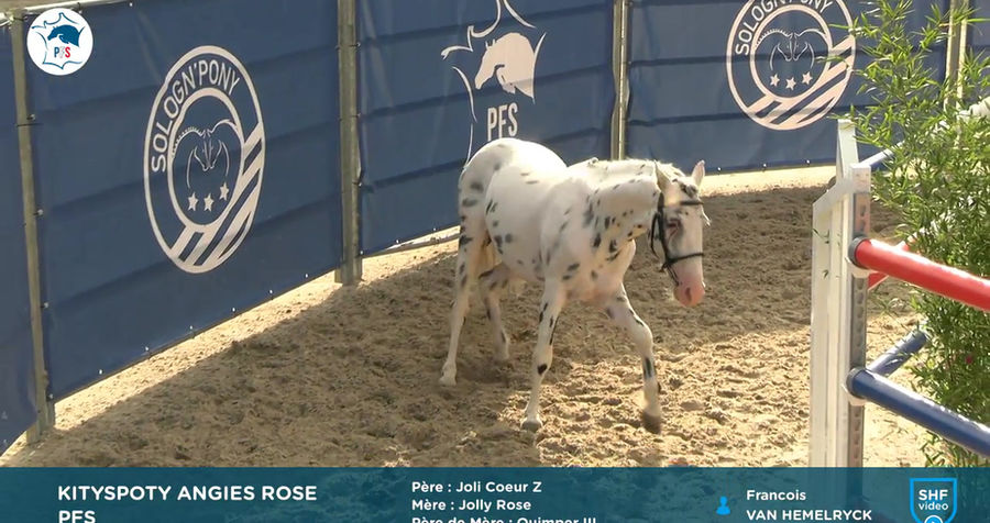 Agrégation étalon 3 ans Kityspoty